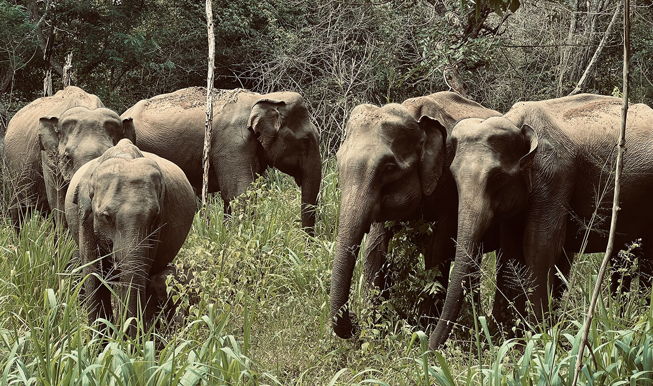 Wild life